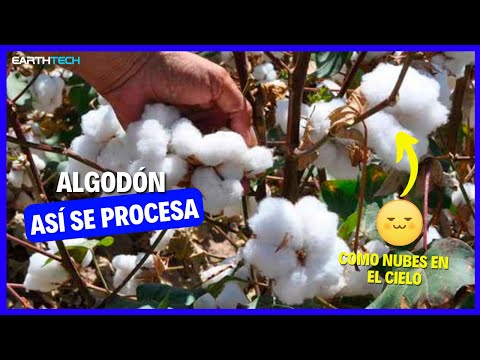 This is how cotton is industrialized. AN INCREDIBLE PROCESS!