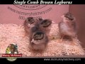 Video: Single Comb Brown Leghorn