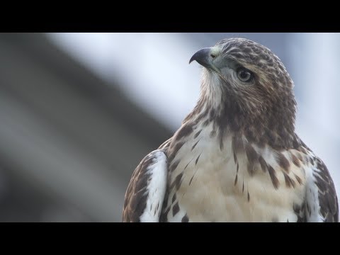 Cornell Red-tailed Hawks Highlights, 6/28/2018 (HD)