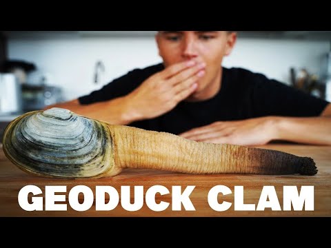 Eating A Geoduck Clam