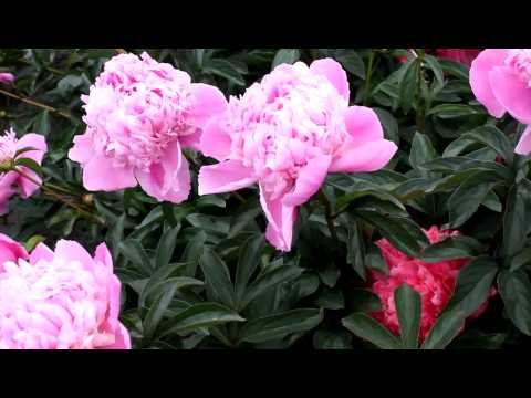 Lactiflora Koningin Wilhelmina | R2 Flowers BV | Peonies