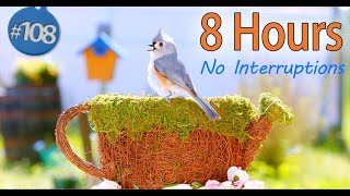 Singing Birds Cat TV 😻8 Hours of Birds 🐦 Uninterrupted | Mossy Pitcher & a Bluebird House Background