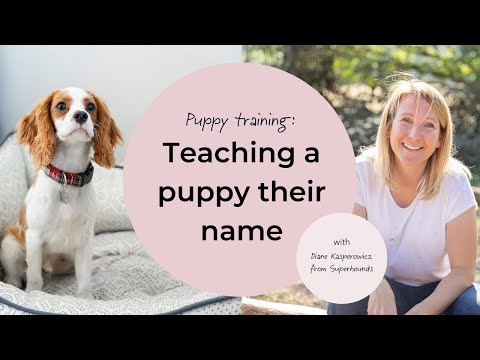 Puppy training: Teaching a puppy their name