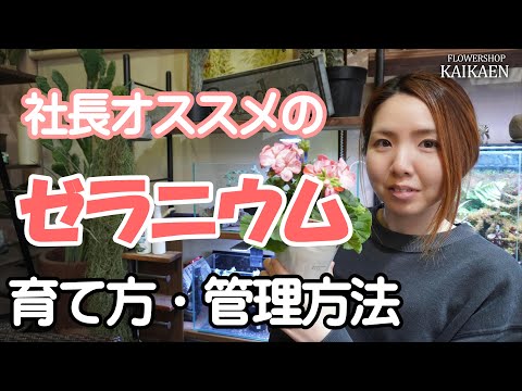 ゼラニウムの水やり：開花を促すために水に何を加えることができますか？  庭園