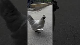 Essa GALINHA é preta e branca! #curioso