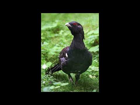 Capercaillie Bird Call