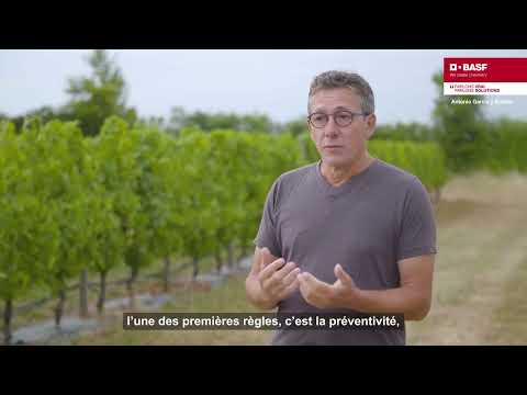 BASF Revyvit, L’innovation fongicide vigne anti-oïdium et black-rot qui change la donne