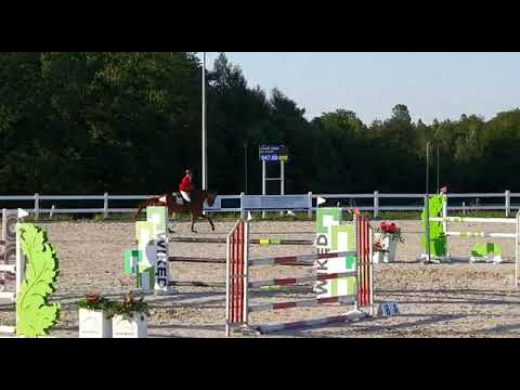 Olivar (Arezzo VDL x Ol Metta) 2019/06/09 ZR Barłomino - 120cm I SPRZEDANY / SOLD