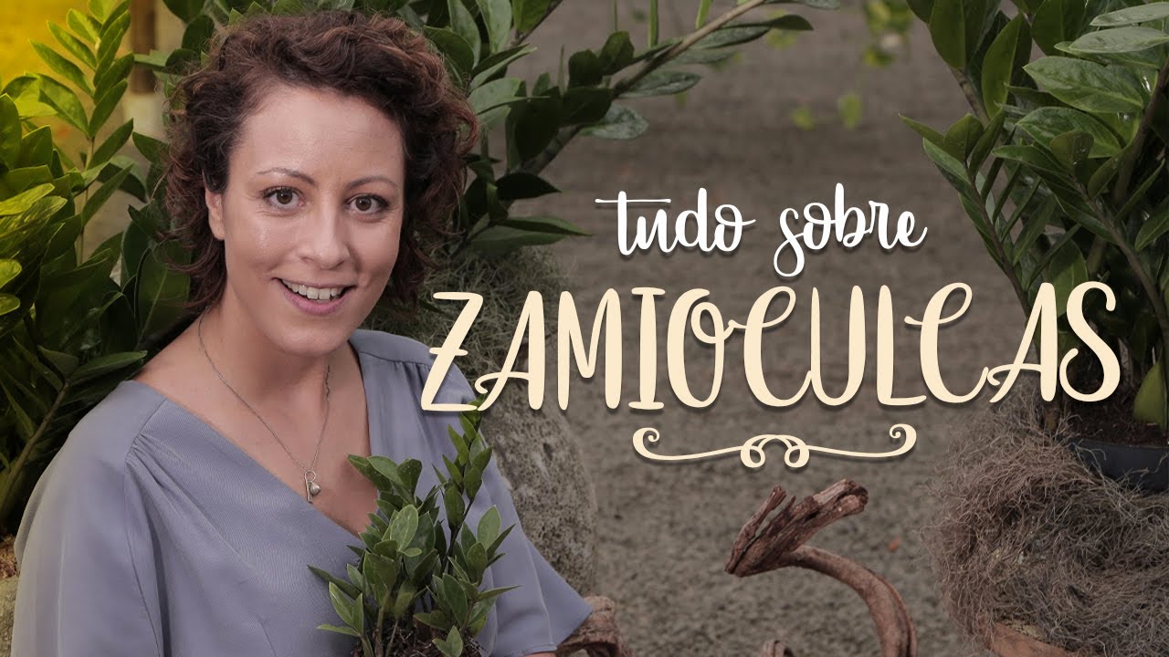 Como cuidar de ZAMIOCULCA: veja este VÍDEO antes de COMPRAR