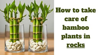 How to take care of bamboo plants in rocks (LUCKY BAMBOO CARE)