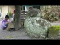 Temuan Batu Misterius, Diduga Puncak Situs Candi Hindu - NET YOGYA Temuan Batu Misterius, Diduga Puncak Situs Candi Hindu - NET YOGYA