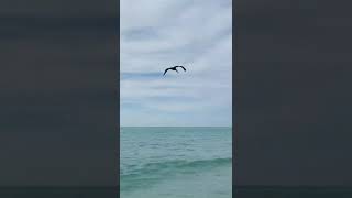 Download lagu video background pantai no copyright 30 detik untuk story whatsapp (part 7) - #Shorts mp3