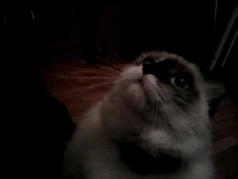 Cat tries to talk