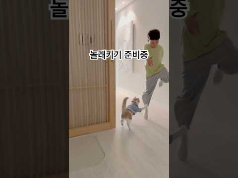 놀래키는 고양이..