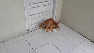 Download lagu CARA KUCING BERKEMBANG BIAK mp3
