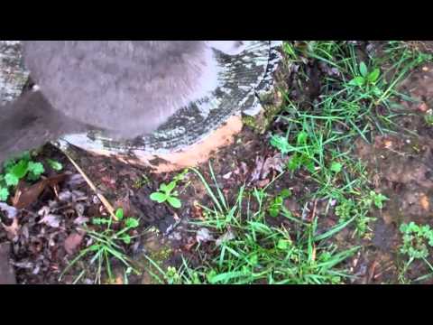 Tony and a 4-leaf clover