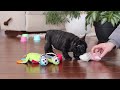 French Bulldog dogs for sale: Timmy  - Video 1