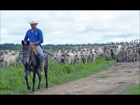 Francisco Montoya - La Tristeza del Corral