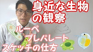 【中学理科】1-1 身近な生物の観察～具体的な生物と器具～【中１理科】