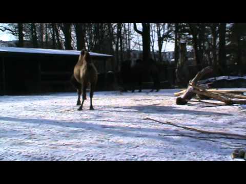 Kamel läuft sehr lustig