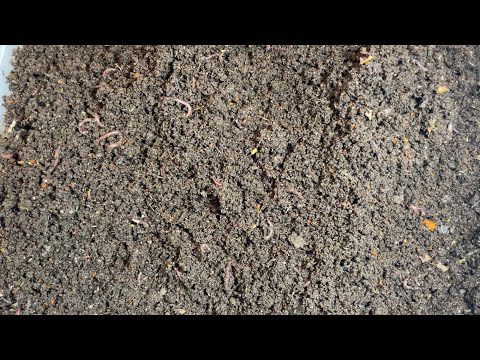 Progress for 1000 Red Wiggler Cocoon Bin! Hatchlings!!