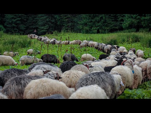 Розлучення овець 2021.  Вівці в Карпатах