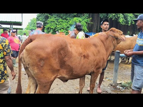 14 juta !! Babon Hamil 4 Bulan Harga Murah !! Harga Anjlok Tambah Sepi !! Pasar Sapi Tuban 