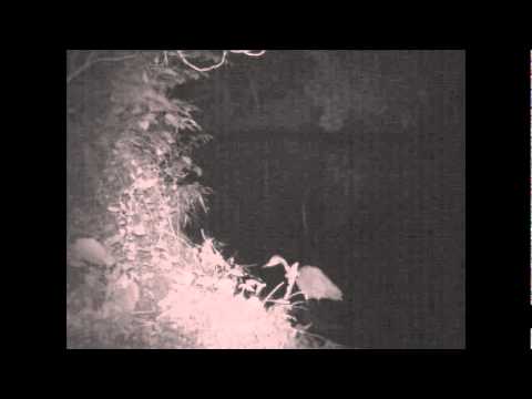 Heron hunting at night