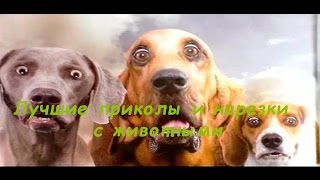 ПОДБОРКА ЛУЧШИХ приколов и нарезок с животными #1 Hlam Like