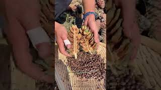 Fresh pine cones are covered with pine oil Very difficult to open Pine nuts The taste of the mountai