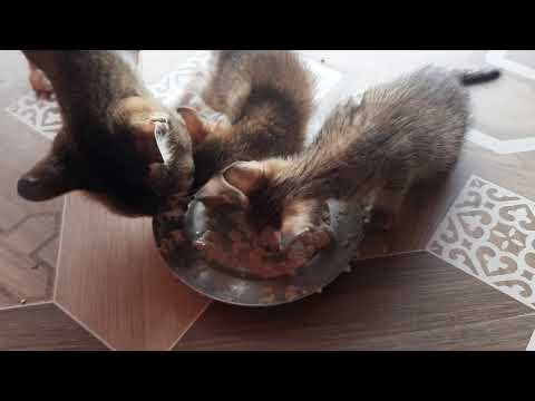 Oatmeal for small kittens