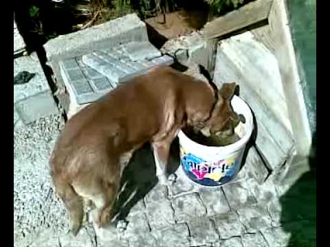 Smart Dog - Go catch