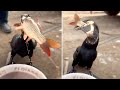 Great Cormorant Eats The Whole Fish Instantly Incredible Bird