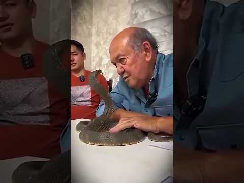 Ação Impensada Com Cobra Selvagem Ressalta Risco de Interação Direta