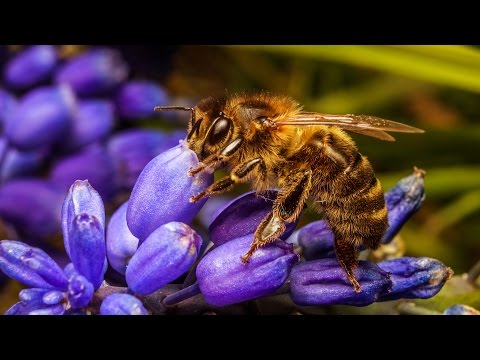 How To Do Macro Photography On A Budget | Tutorial For Beginners
