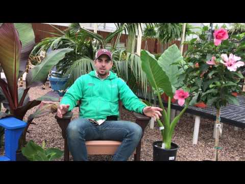 Make Your Patio or Pool Area a Tropical Oasis!