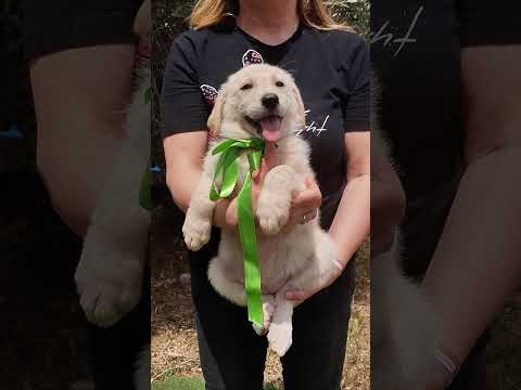 Regalo La piccola Bimba in adozione cerca casa 