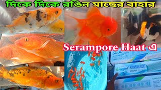 দিকে দিকে রঙিন মাছের বাহার | Aquarium Fish Serampore Haat | Shrirampur Fish Pet Haat | Fish Market 