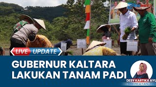 Dorong Gerakan Peningkatan Produksi Padi, Gubernur Kaltara Terjun Menanam di Desa Antutan Bulungan