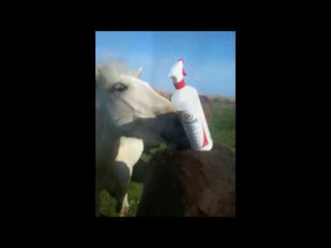 KerbEX - Testbericht - Arravani Horse Team