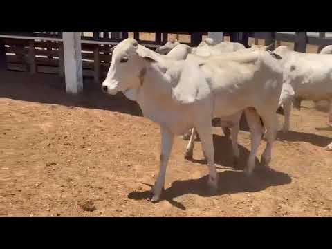 25 Garrotes Nelores na balança 12,75reais/kg bruto em São Domingos/ Paraíba.ZAP 84 99810 2784*#gado