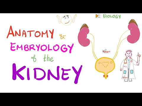Embryology and Anatomy of the Kidney - Nephrology Basics - Introduction to Nephrology