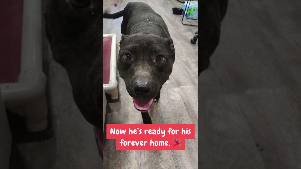 Enlarge Wendel, a Adoptable mixed breed in Rossville, TN video 6/6