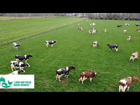 frisse koeien fam  Wientjes st.Anthonis