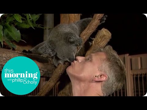 download lagu mp3 mp4 Koala, download lagu Koala gratis, unduh video klip Koala