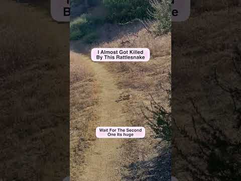This Rattlesnake Almost Killed Me!