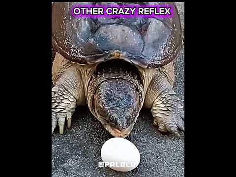 other crazy reflex Vs The Last One 🤫🍃