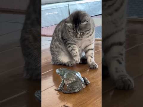 Die Dawgs stupsen #lustig #witzig #funny #tiere #animals #meme #lachen #happy #katze #2homiedawgs