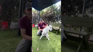 Video preview image #1 Mutt Puppy For Sale in Pasadena, CA, USA