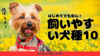 初心者におすすめ！飼いやすい犬種Top 10 | ペット初心者必見の犬の選び方！